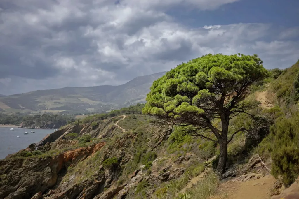 #banyuls